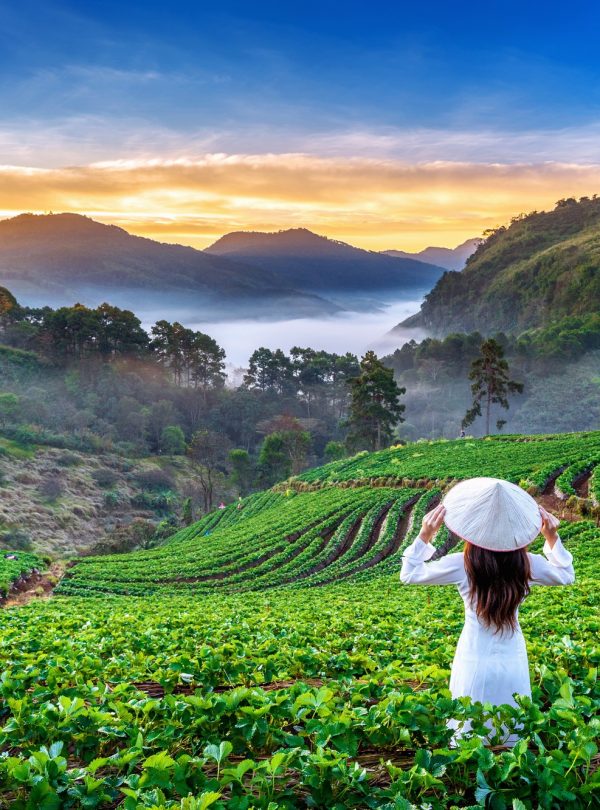 asian-woman-wearing-vietnam-culture-traditional-strawberry-garden-doi-ang-khang-chiang-mai-thailand